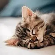girl whatsapp dp cat